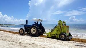 Kelp Removal