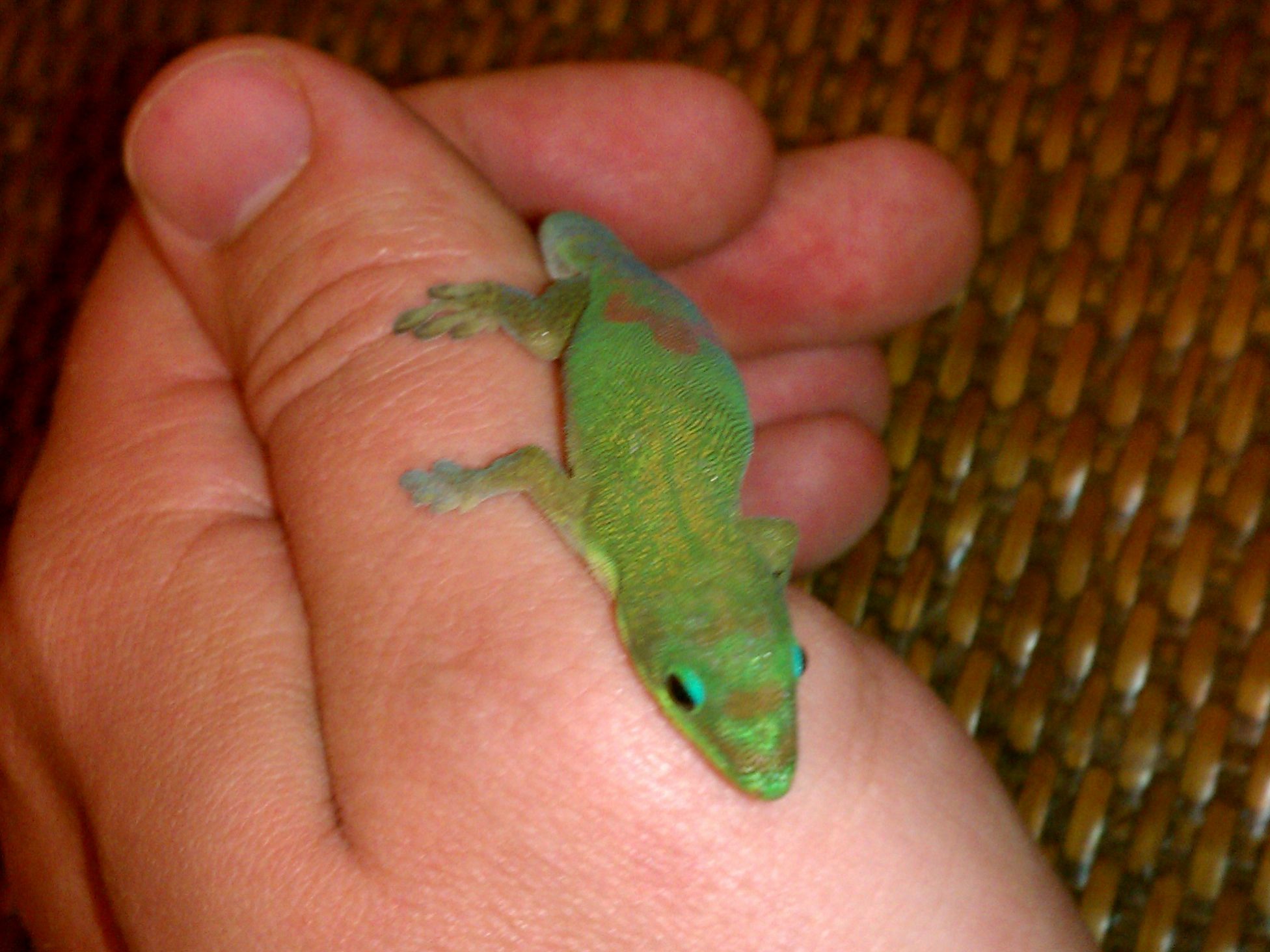 Gecko in hand while enjoying adventures on the Big Island